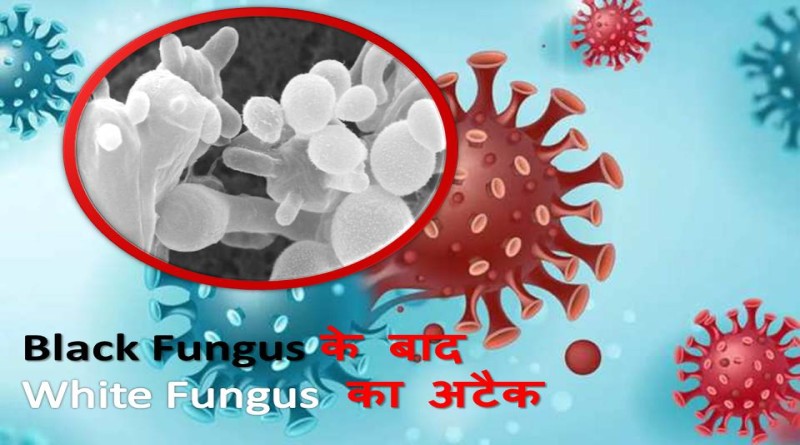 white fungus cases in india
