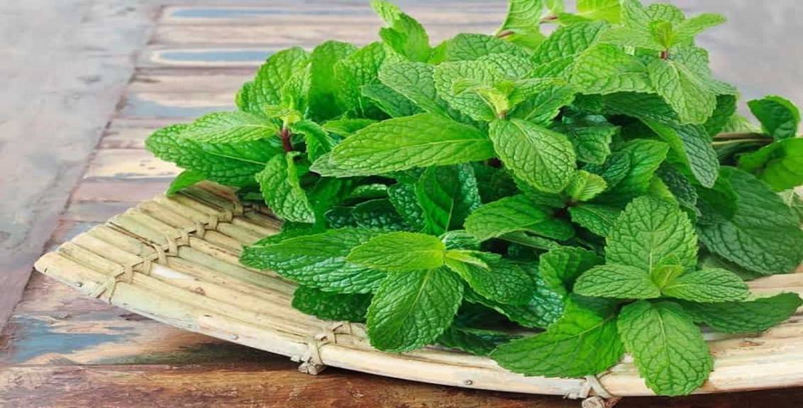 Benefits of Mint Leaves in Hindi