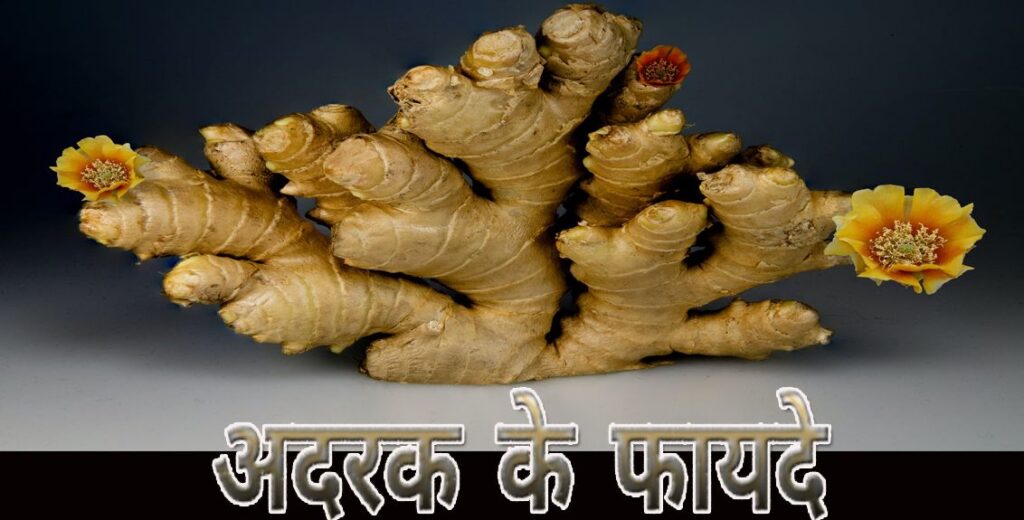 New Benefits Of Ginger In Hindi जानें औषधीय गुणों की खान अदरक के 7 फायदे कई तरह से लाभदायक 2518